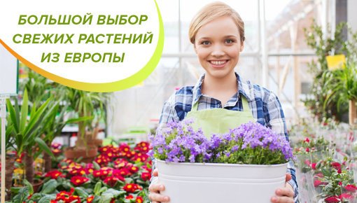 Магазины Цветы В Зеленограде Адреса Магазины Цветы В Зеленограде Адреса