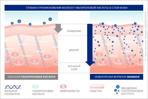 Содержание гиалуроновой кислоты в коже Содержание гиалуроновой кислоты в коже