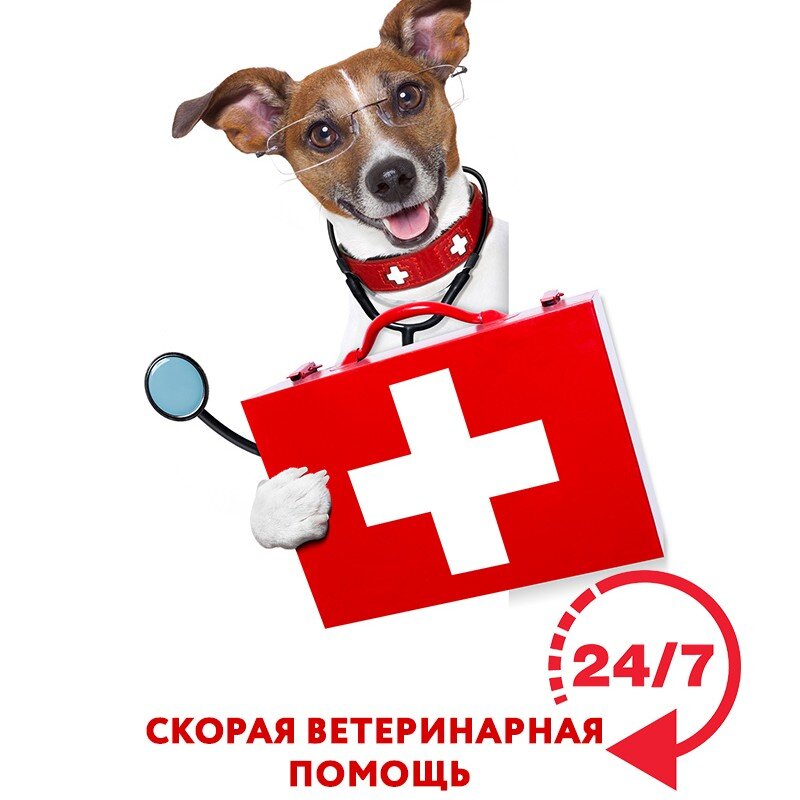 Ветеринарный гастроэнтеролог