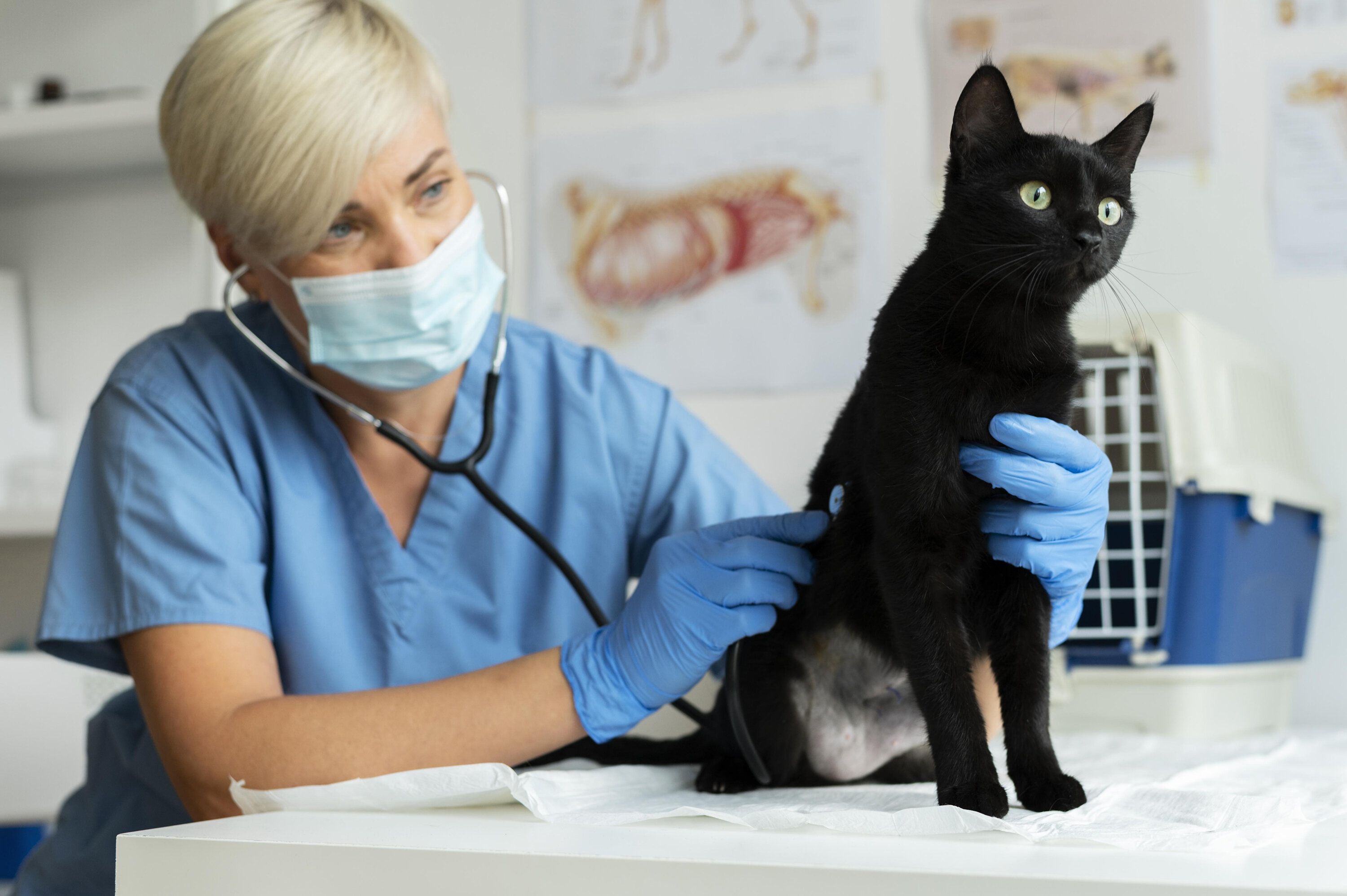 Обследование кошек. Ветеринария. Ветеринарная кардиология. Бенгал у ветеринара. Ветеринарные статьи.