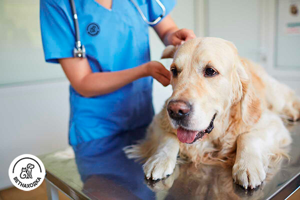 Лариса Викторовна Растриженкова