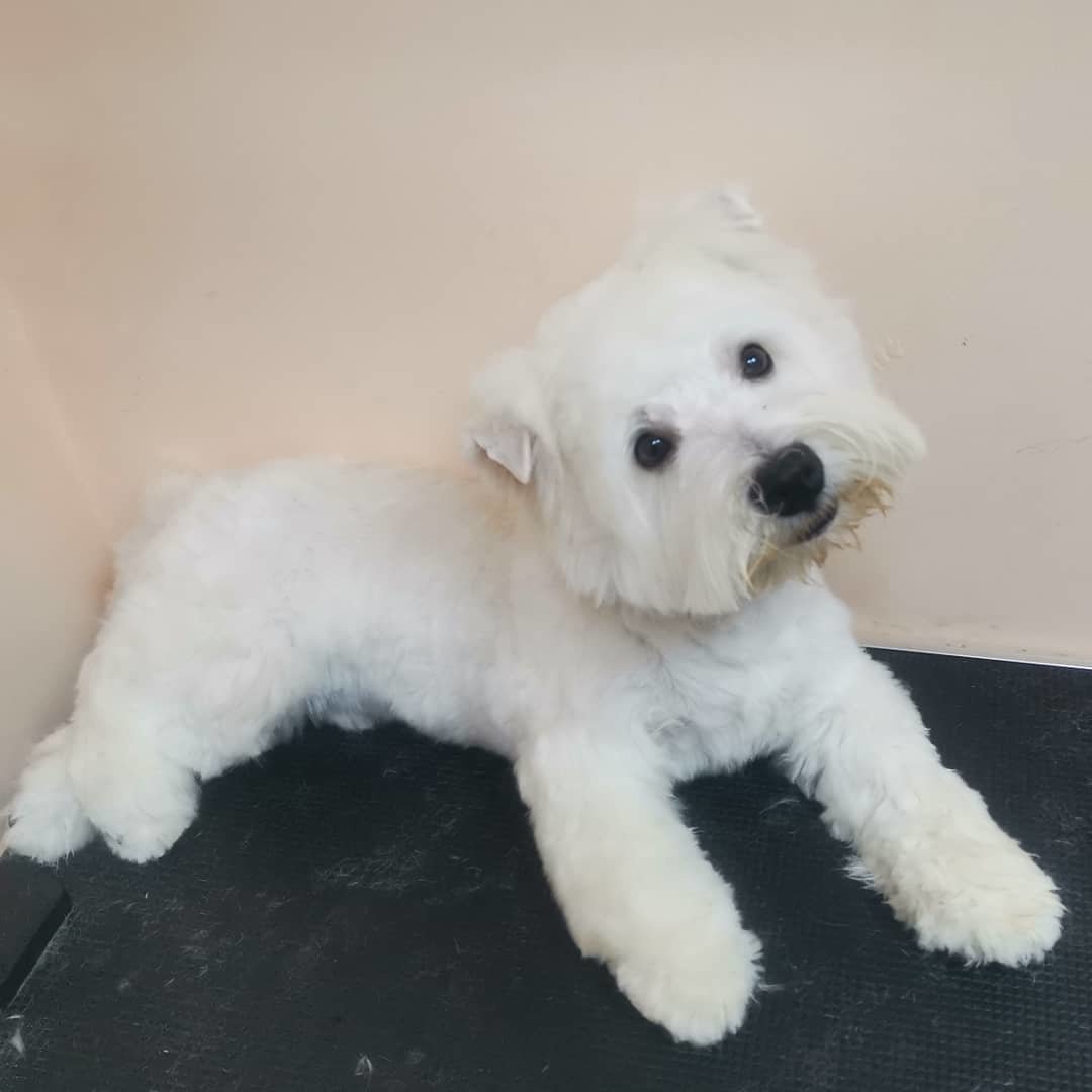 Груминг в туле. Зоосалон артемон. Грумер тула. Груминг благовещенская. Грумер тула.