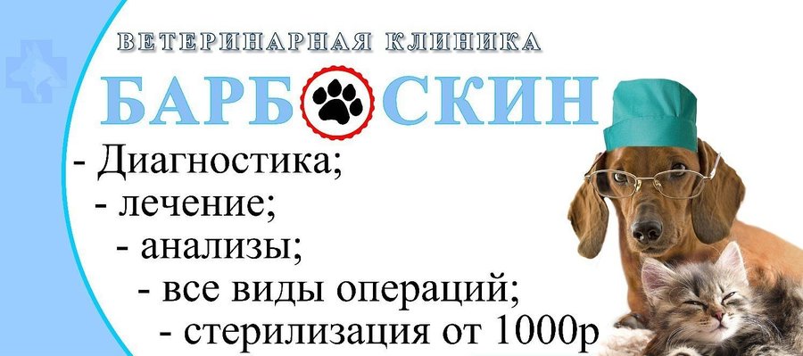 барбоскины ветлечебница. визитка ветклиники. барбоскины ветлечебница. ветеринарная клиника барбоскин. барбоскины ветлечебница.