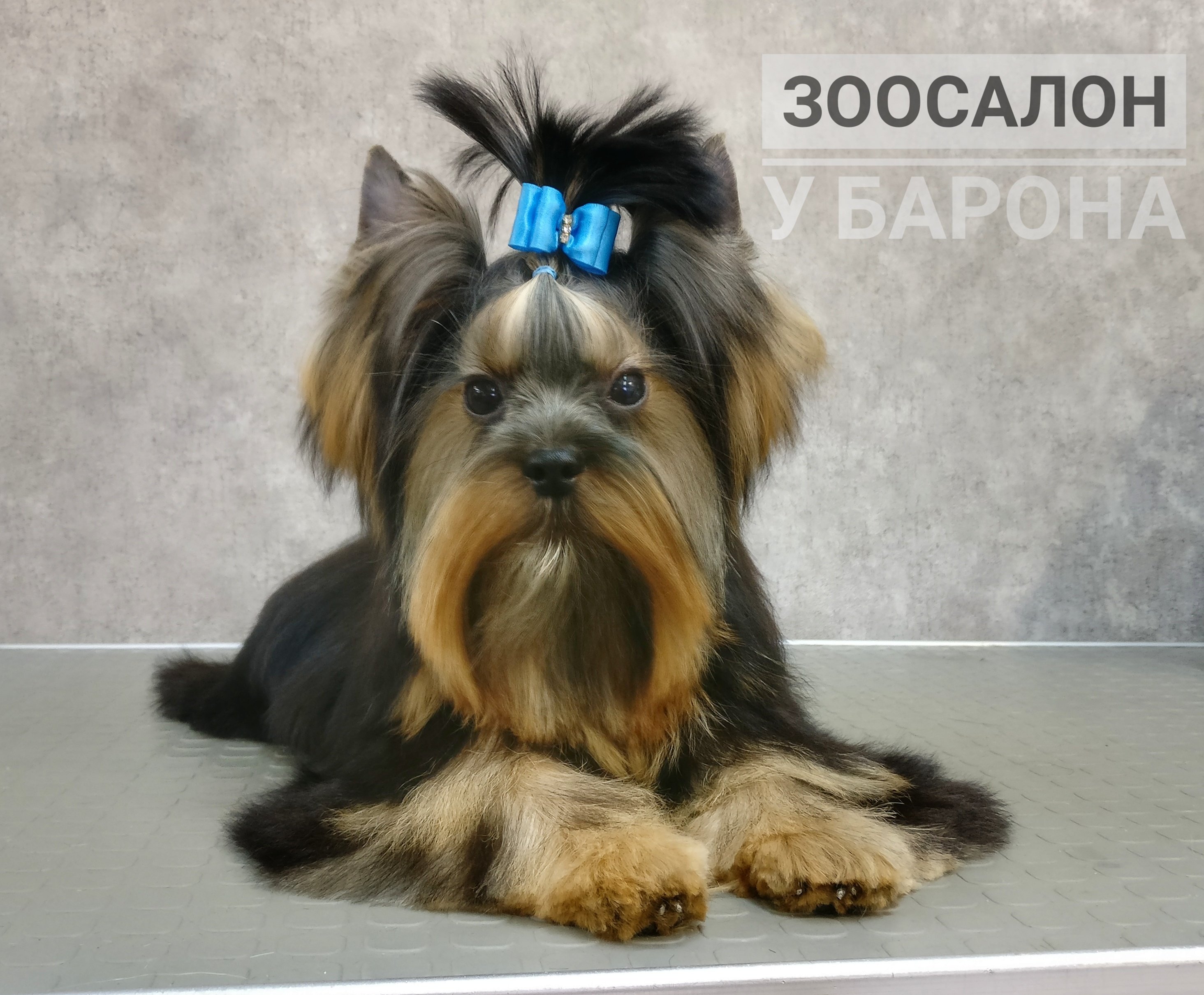 собаки сестрорецк