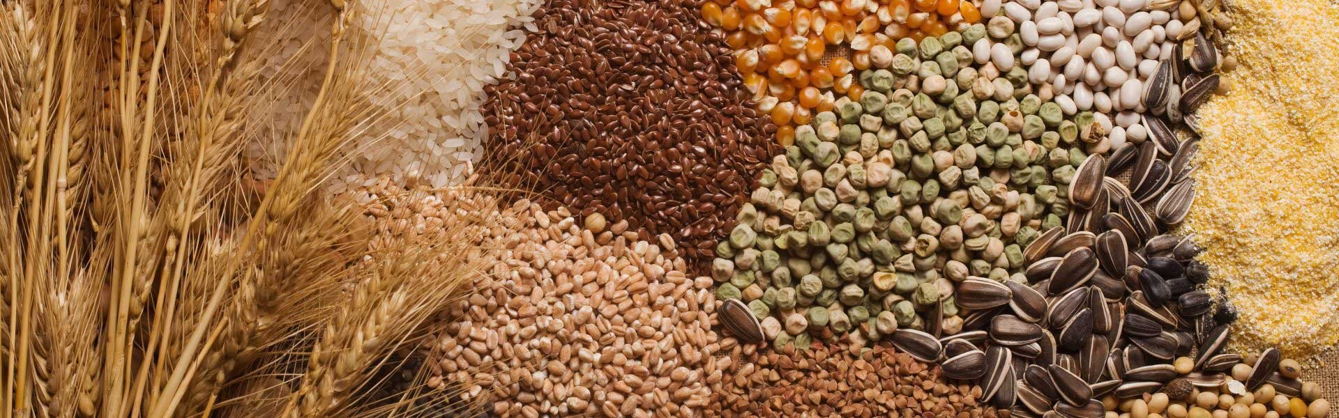 Зерновые корма. Зерно злаковых и бобовых культур