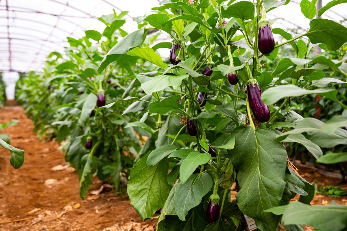 Рассада баклажанов