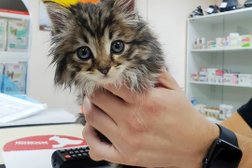 Ветеринарный центр Юнивет, с рейтингом 3.7 - находится по адресу Хабаровск, улица Кирова, 19а 