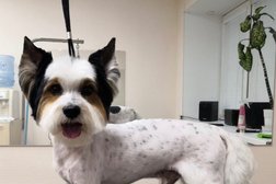 Груминг-салон Оки-доки, с рейтингом 2.6 - находится по адресу Томск, Новгородская улица, 44 