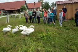 Пони-ферма Конек Горбунок, с рейтингом 4 - находится по адресу Калининградская область, Полесский городской округ, поселок Шолохово 