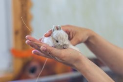 Контактный зоопарк ZOO-mini, с рейтингом 5 - находится по адресу Московская область, Красногорск, Советская улица, 14 