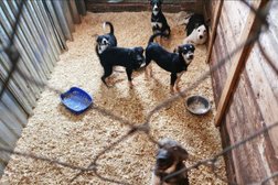 Центр передержки животных, с рейтингом 2.6 - находится по адресу Московская область, д. Ворщиково, Ворщиково-4, 1 