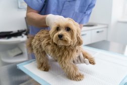 Станция скорой ветеринарной помощи и зоогостиница Любимец, с рейтингом 4 - находится по адресу Москва, Осенний бульвар, 10 к1 