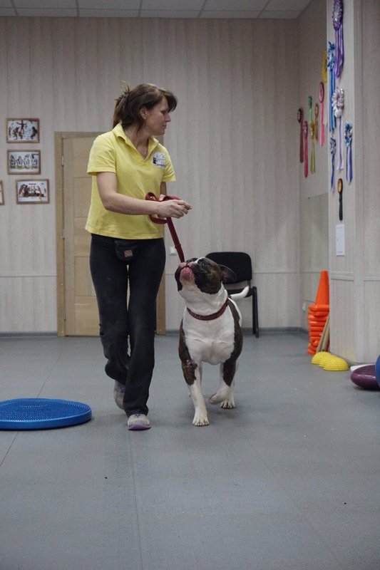 фотография Центр по уходу за домашними животными Trio dogcenter в Дзержинском районе