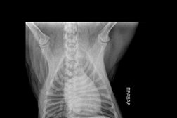 Ветеринарная клиника Ринга, с рейтингом 3.6 - находится по адресу Тюмень, Олимпийская улица, 28а 