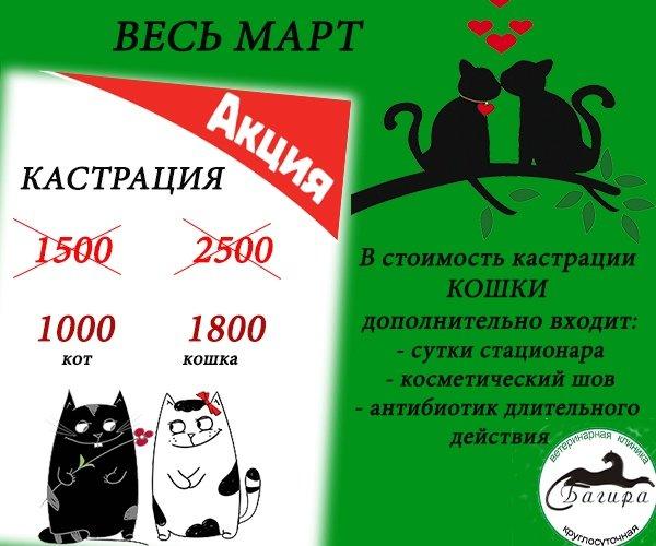 Багира россошь ветклиника. Стерилизация кошек плакат. Стерилизация кошек реклама. Ветклиника Багира Касимов. Прейскурант на стерилизацию кошек.