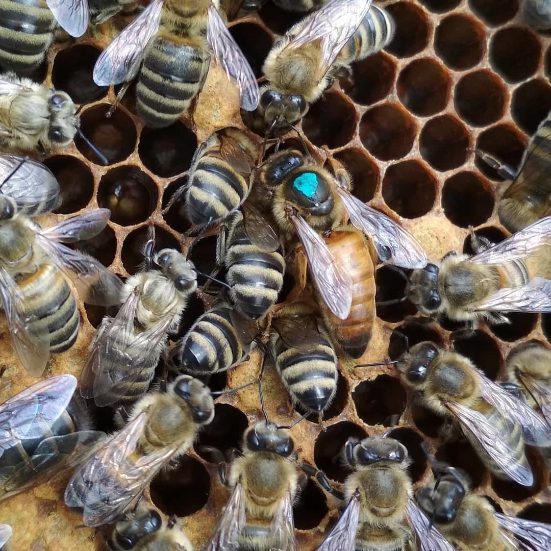 Где магазин пчела. Пчеловодство. Пчелиный магазин. Магазины для пчел. Пчеловодство в Самарской области.