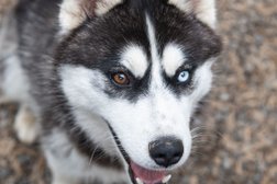 Парк отдыха Зооферма Шихово, с рейтингом 4.9 - находится по адресу Московская область, Дмитровский городской округ, деревня Шихово, 100с1 