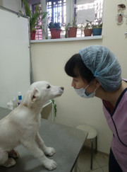 Ветеринарный врач УЗИ, ветеринар Оксана Андреевна Кузьминых