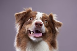 DogPark