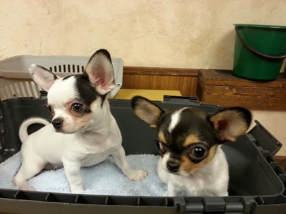 Ветеринарная клиника Простоквашино на Пролетарской улице в ...