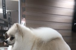 Студия груминга Little doggy, с рейтингом 3.2 - находится по адресу Воронеж, Революции 1905 года, 33/2 