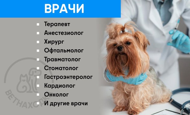 Усыпление животных на дому в Зеленограде: цена от 3500 руб. – Усыпить  питомца на дому: 6 ветеринарных клиник, 184 отзыва, фото – Zoon.ru