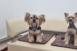 Лапки groom, с рейтингом 5 - находится по адресу Екатеринбург, улица Пальмиро Тольятти, 30 