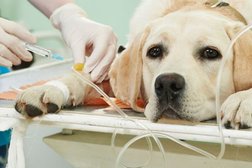 Выездная ветеринарная клиника Зоомир, с рейтингом 5 - находится по адресу Саратов, проспект им. 50 лет Октября, 3 