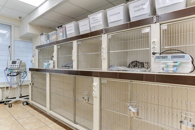 эндоскопия для животных: риноскопия кошке — Ветеринарная клиника АСВЕТ на  улице Маршала Жукова в Одинцово