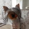 фото от пользователя Тори-йорк 11 месяцев в отзыве о груминг-салоне Moscow Grooming Masters в Большом Ордынском переулке