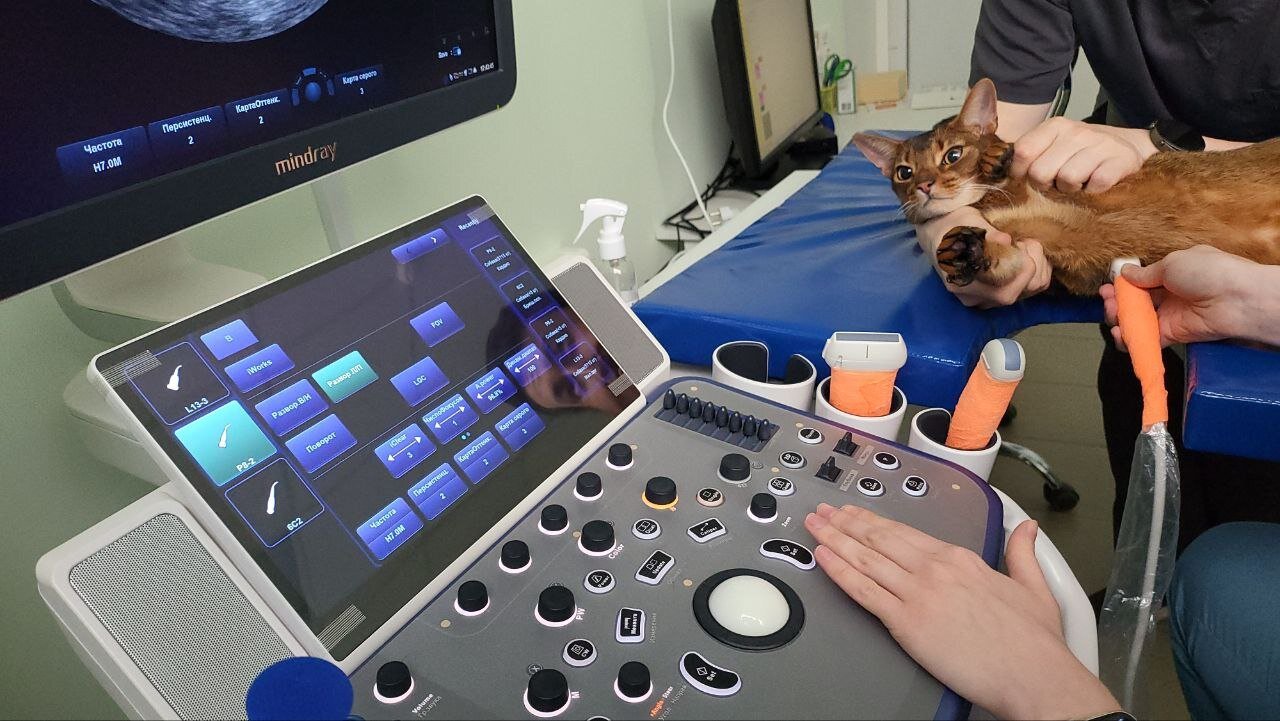 городская клиника жерновская ветеринарная. горветстанция жерновская 46. петергоф ветклиника государственная. ветеринарные клиники спб жерновская. ветеринарные клиники спб жерновская.