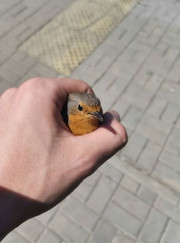 Маляр-штукатур, мастер на час Сергей Евгеньевич Подмогильный