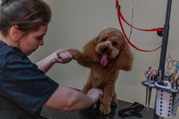 Студия груминга Александры Титовой, с рейтингом 5 - находится по адресу Иваново, улица Дзержинского, 45/6 