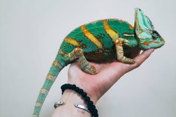 Ветеринарный центр СитиВет, с рейтингом 4.9 - находится по адресу Санкт-Петербург, Дыбенко, 25 к1 лит ЭА 