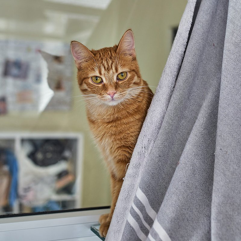 Cat is love москва гостиничная улица. Смотреть фото Cat is love москва гостиничная улица. Смотреть картинку Cat is love москва гостиничная улица. Картинка про Cat is love москва гостиничная улица. Фото Cat is love москва гостиничная улица