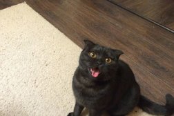 Ветеринарная скорая помощь, с рейтингом 1.9 - находится по адресу Кемеровская область — Кузбасс, Кемерово, улица Александрова, 2 