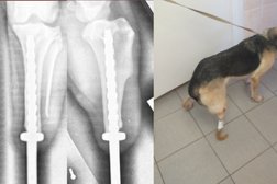 Ветеринарный госпиталь ЕманВет, с рейтингом 3.6 - находится по адресу Курган, 1-й микрорайон, 11 