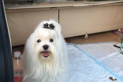 Груминг-салон Doggy Style, с рейтингом 4.3 - находится по адресу Ханты-Мансийский автономный округ, Сургут, улица Дзержинского, 6 