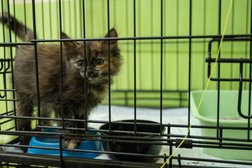 Ветеринарная клиника Здоровые лапки, с рейтингом 3.1 - находится по адресу Москва, проезд Шокальского, 55к2 