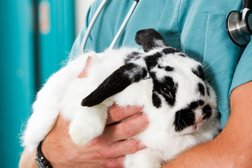 Выездная ветеринарная клиника Айболит, с рейтингом 5 - находится по адресу Саратов, Безымянная улица, 6 