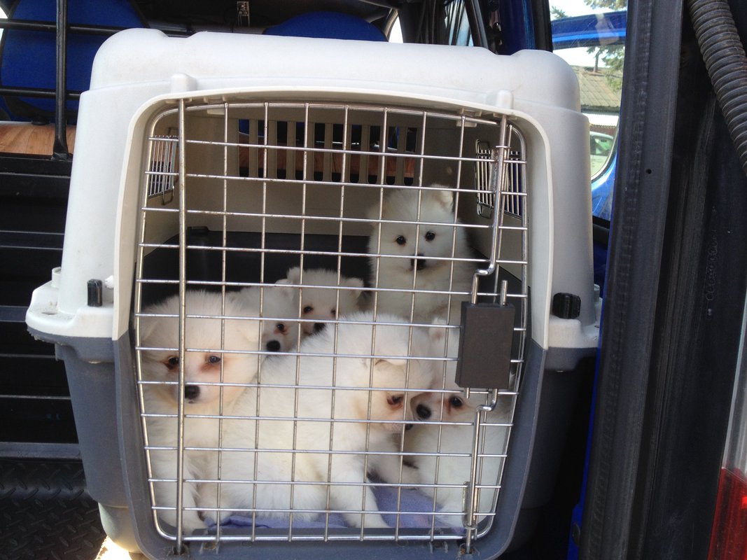 Транспорт для перевозки животных. Служба перевозки животных. Перевозка животных в машине. Перевозка животных в самолете. Перевозка животных.