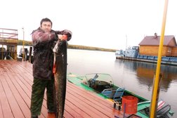 Снегири