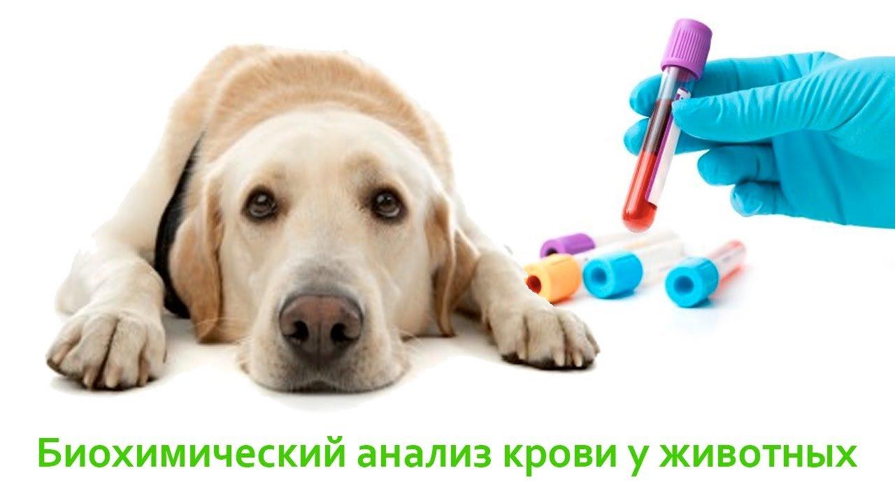Тесты На Животных Фото