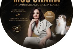 Питомник шотландских кошек Мос Шарм, с рейтингом 5 - находится по адресу Московская область, Красногорск, Павшинский бульвар, 1 