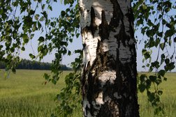 ТСН Южные Ключи, с рейтингом 2.6 - находится по адресу Челябинск, улица Косарева, 71 