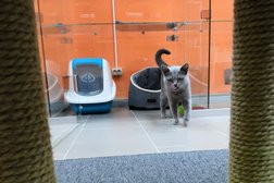 Гостиница для животных Cat Hotel Krasnodar, с рейтингом 4.3 - находится по адресу Краснодар, им. Евгении Жигуленко, 11/2 