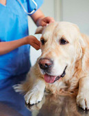 Растриженкова Лариса Викторовна