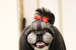 Студия груминга ДОГВИЛЛ, с рейтингом 4.2 - находится по адресу Воронеж, улица 9 Января, 294а 