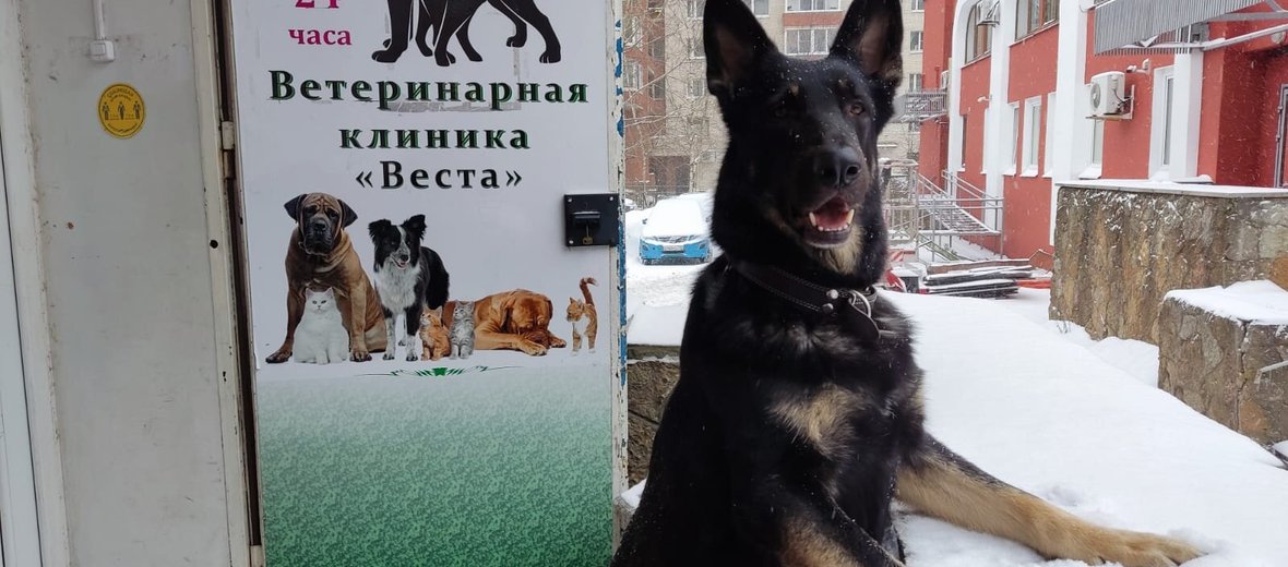 Ветклиника веста на котина