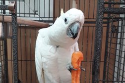 Ветеринарная клиника для птиц Эклектус, с рейтингом 2.7 - находится по адресу Москва, Митьковский проезд, 7а 